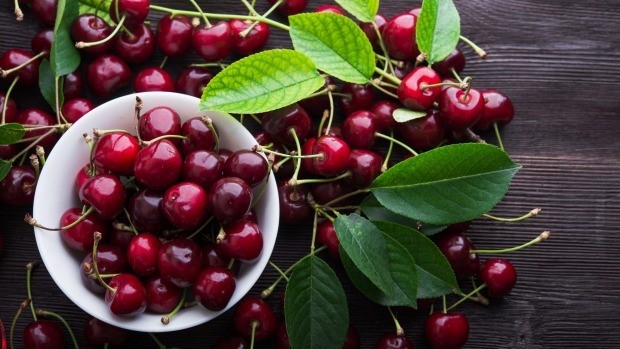 Cherry đỏ New Zealand quả bóng, vị ngọt, màu đỏ tươi, thịt chắc, ăn giòn. Đây là thứ  quà ngoại cao cấp được khách hàng Việt Nam đặc biệt ưa chuộng, đặc sản đắt tiền thường dùng để làm quà biếu hay tiếp khách. Cherry đỏ có giá từ 550.000 đồng/kg. Ảnh: Stuff.