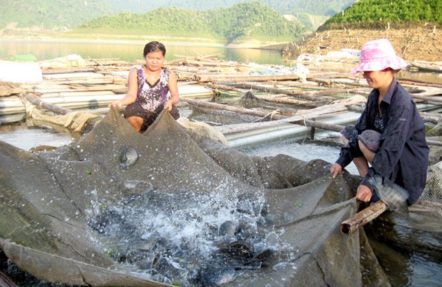 Vào thâm sơn cùng cốc, cảnh đẹp như tiên để nuôi cá sạch