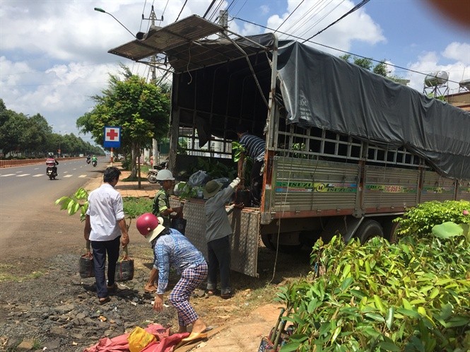 Nỗi lo cơn lốc trồng "cây tiền tỷ sầu riêng" ở Tây Nguyên