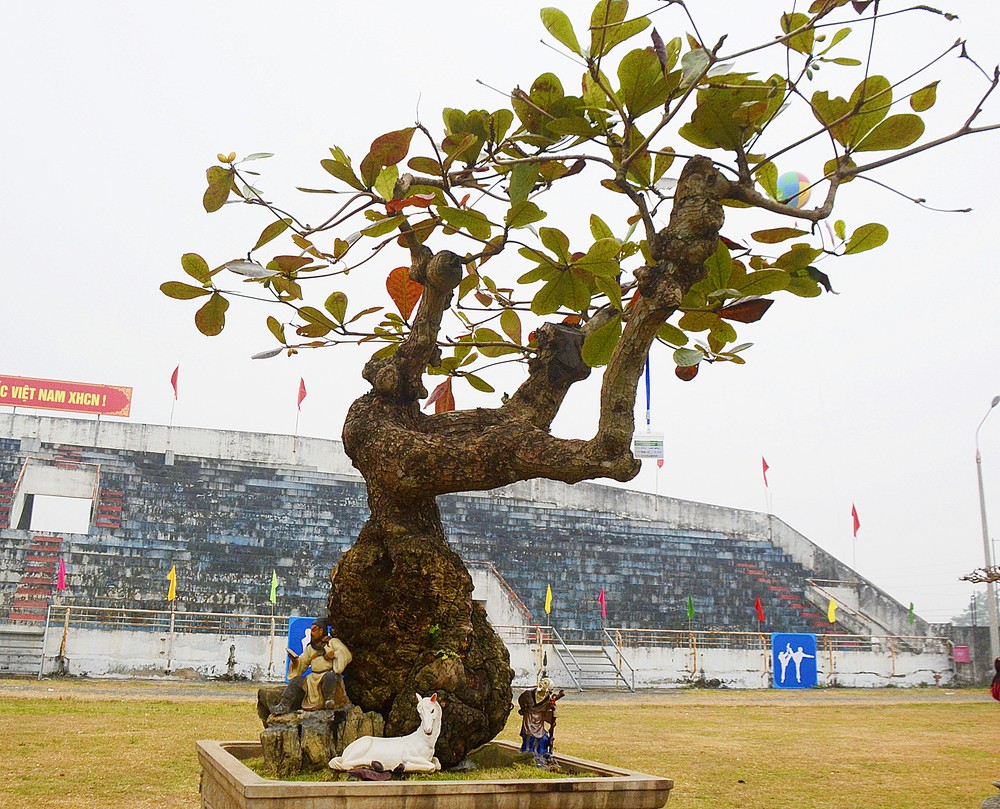 Tuổi đời của  cây cảnh cổ có hình thù kỳ dị ước đến cả trăm năm tuổi.