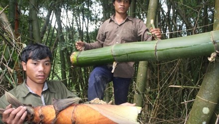 Thanh niên làng Long Riêu 3 chặt tre và măng để đưa về làng để sử dụng.