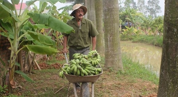 Nghệ sĩ  Giang Còi tên thật là Lê Hồng Giang. Nổi tiếng với các vai diễn trong các chương trình hài, điển hình là "Gặp nhau cuối tuần". Hiện tại, Giang Còi đang sống cùng hai con nhỏ trong cơ ngơi rộng 10.000m2 ở ngoại thành Hà Nội. Ban đầu, nghệ sĩ Giang Còi mua mảnh đất này chỉ với 27 triệu đồng. Năm 2001, anh bắt tay vào trồng cây, rau sạch và chăn nuôi một số loại gia súc. Dù là nghệ sĩ nhưng khả năng làm vườn của Giang Còi khiến nhiều người thán phục.