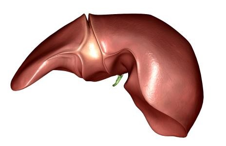 Gan là cơ quan có chức năng bài tiết quan trọng trong cơ thể. Gan cũng là cơ quan có khả năng tích trữ glycogen.