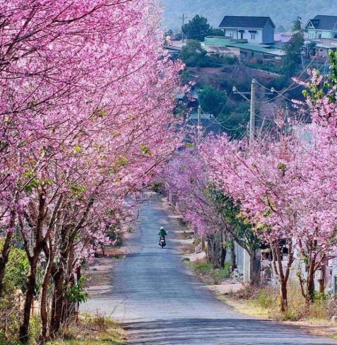 Đà Lạt hiện đang vào mùa  mai anh đào, đây được coi là mùa đẹp nhất trong năm ở đây nên thời điểm này Đà Lạt thu hút rất nhiều khách du lịch.