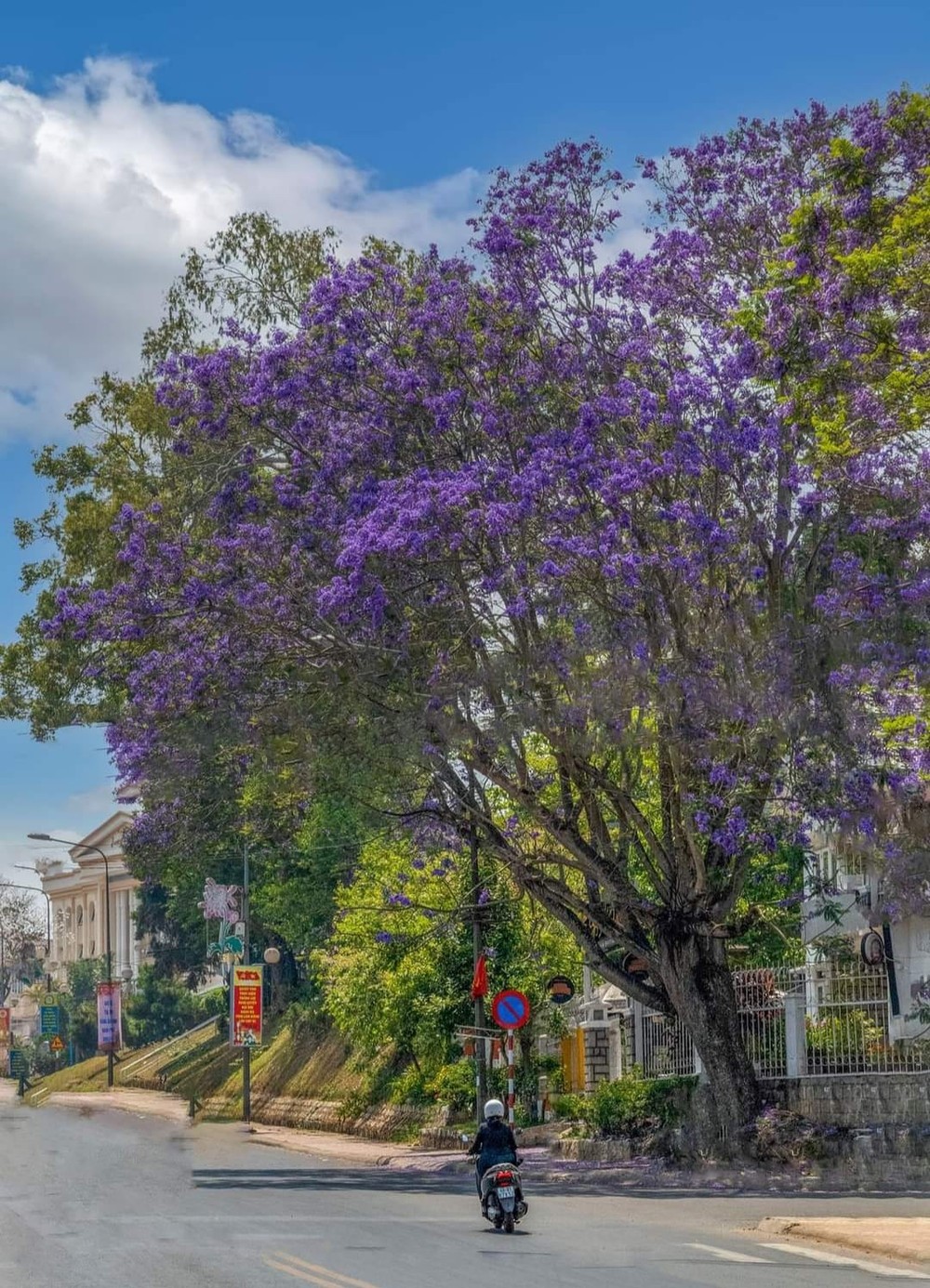 Gần đây,  Đà Lạt thu hút đông đảo du khách đặc biệt là giới trẻ khi mùa hoa anh đào đến. Tuy nhiên vào thời điểm này, mùa hoa phượng tím đến sớm cũng làm nhiều người nao lòng bởi vẻ đẹp của nó. Ảnh: Mạnh Mạnh Thi