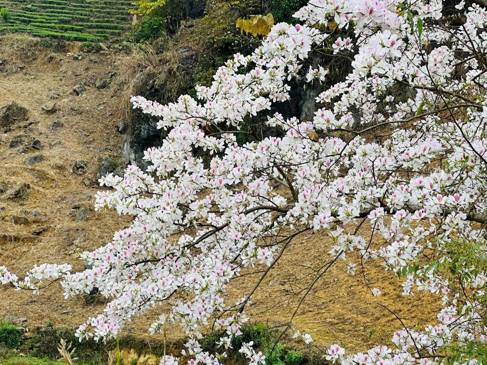 Thời điểm này  hoa ban ở Điện Biên bắt đầu nở rộ, phủ trắng khắp lưng đèo, đỉnh núi, đặc biệt trên các con đường thành phố. Ảnh: Nguyen Huy Hoang