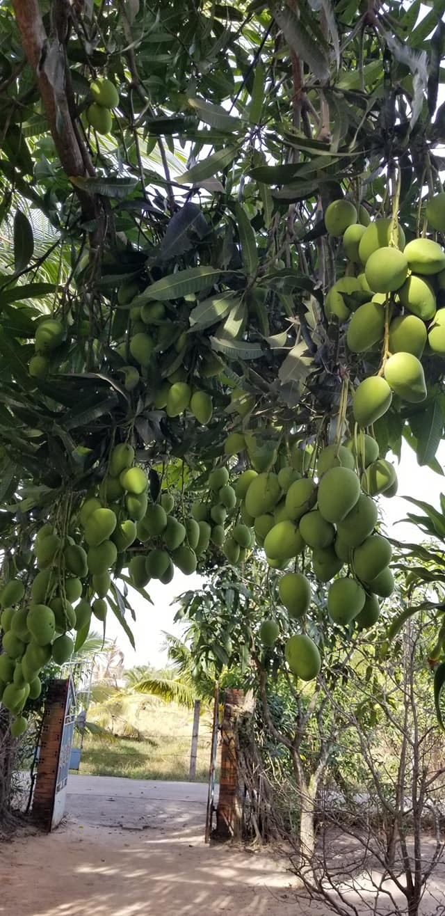 Mới đây, hình ảnh  cây xoài "của nhà trồng được" nhưng quả sai trĩu cành thu hút nhiều sự chú ý của cộng đồng mạng.