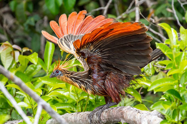 Gà móng hay Stinkbird được coi là  loài chim có hệ thống tiêu hóa bất thường nhất vương quốc các loài chim. Thức ăn của chúng sẽ được tiêu hóa bởi ruột già hơn là ruột non, gần tương tự như động vật nhai lại như trâu, bò.