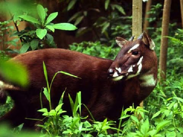  Sao La - Loài thú quý lần đầu được phát hiện ở Việt Nam có tên khoa học là Pseudoryx nghetinhensis.