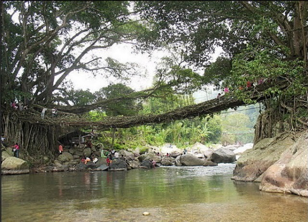  Jembatan Akar, tên gọi cây cầu rễ cây đặc biệt của Indonesia, vẫn tồn tại hàng trăm năm qua để cư dân địa phương qua lại. Đã từ lâu rồi, cư dân của hai ngôi làng nhỏ bé ở Tây Sumatra đã sử dụng một cây cầu dài 30 mét hình thành từ rễ cây.