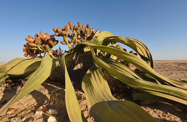 Welwitschia Mirabilis của hoang mạc Namibia còn bị xếp vào nhóm 10  loài thực vật xấu xí nhất thế giới.