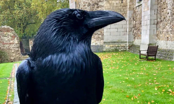  Merlina, "nữ hoàng" của những con quạ ở Tháp London, đột ngột biến mất và có thể đã chết. Theo truyền thuyết, cần có ít nhất 6 con quạ ở đây để Vương quốc Anh không sụp đổ.