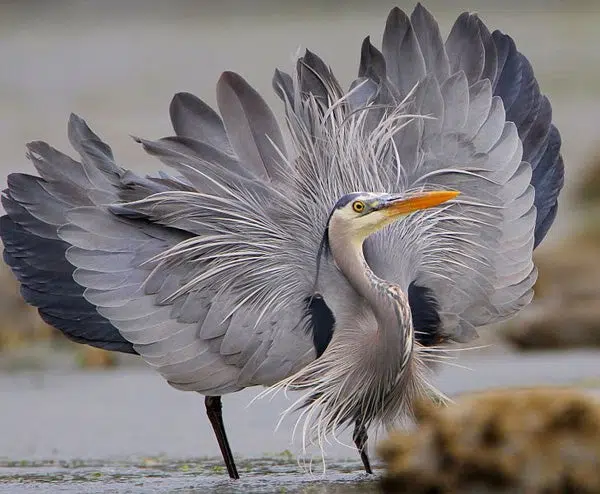  Diệc xanh hay còn gọi là diệc xanh vĩ đại (The great blue heron) là một loài chim lớn thuộc chi diệc Ardeidae thường sống ở các vùng nước mở và đất ngập nước ở Bắc và Trung Mỹ.