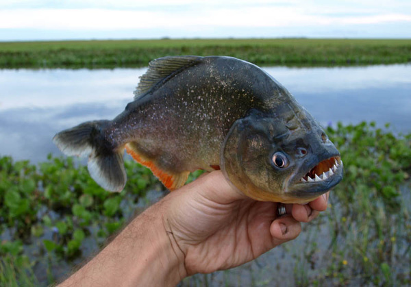 Các nhà khoa học đã phát hiện ra rằng  cá Piranha đen (Serrasalmus rhombeus), cùng với một loài đã tuyệt chủng là Megapiranha paranensis, có lực cắn mạnh nhất so với bất kỳ loài cá xương nào, còn sống hoặc đã tuyệt chủng, so với kích thước của chúng.