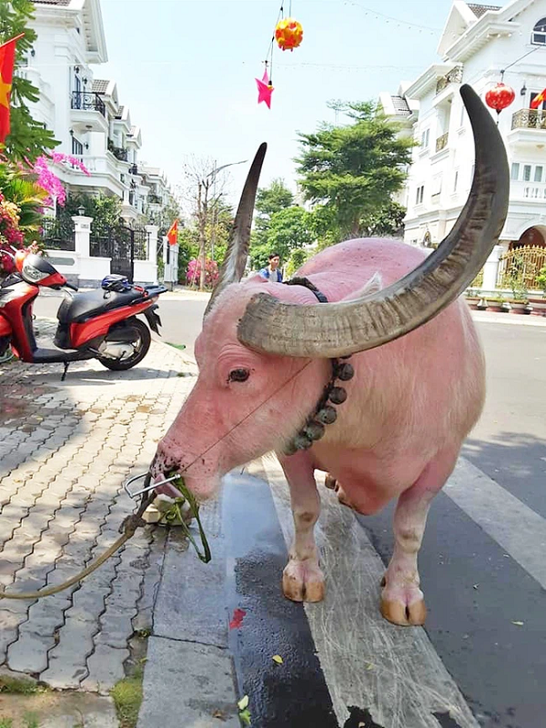 Ngày 21/2 là ngày "vía Thần Tài", một chú  trâu hồng được chủ dẫn đi "du xuân" thu hút chú ý trên đường Nguyễn Văn Nghi (thuộc phường 7, quận Gò Vấp, TP.HCM).