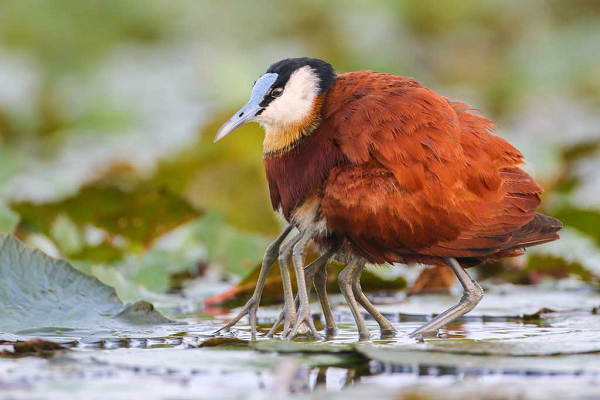  Chim Jacana mào đỏ (Comb-crested Jacanas) có tên khoa học là Irediparra gallinacea - một loài chim bản địa của nước Úc.