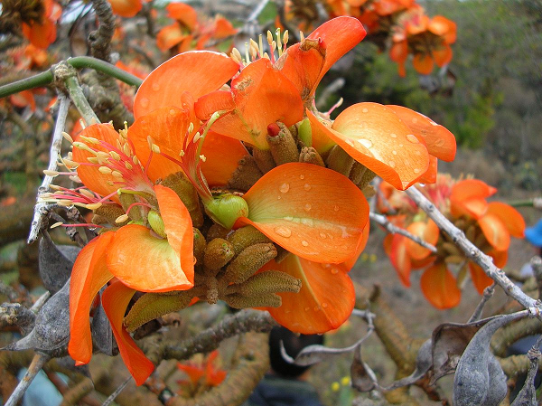  Cây san hô (Erythrina schliebenii) với hoa màu đỏ tươi và thân có gai chỉ sống tại vùng rừng hẻo lánh ở đông nam Tanzania.