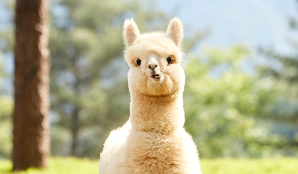  1. Lạc đà alpaca (Vicugna pacos) là loài lạc đà nhỏ nhất. Alpacas có quan hệ họ hàng gần với lạc đà không bướu, nhưng chúng nhỏ hơn và mõm ngắn hơn.