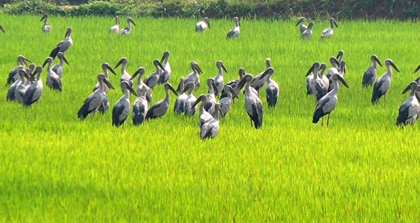 Đây là lần đầu tiên  cò nhạn quý hiếm được ghi nhận xuất hiện ở xã Triệu Sơn, tỉnh Quảng Trị. Ước tính đàn cò nhạn này có số lượng khoảng 300-400 cá thể.