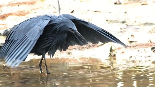  Diệc đen Trung Phi hay còn gọi là Black Heron là một loài chim hoang châu Phi, chiều cao trung bình là 42,5-66cm và cân nặng 300g.