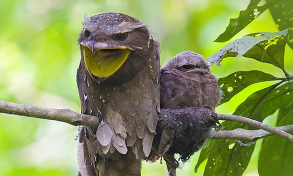  Cú muỗi mỏ cặp (frogmouth) là một loài chim đặc biệt, thường bị nhầm lẫn với loài cú mèo, tuy nhiên nó thuộc giống cú muỗi (nightjar) là một họ trong bộ chim Caprimulgiformes.