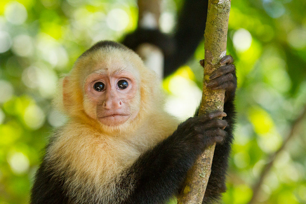  Khỉ thầy tu hay khỉ Capuchin có tên khoa học là Cebinae. Chúng thuộc loài linh trưởng, nặng từ 2,9 đến 3,9 kg, chiều dài từ 34 đến 84 cm.