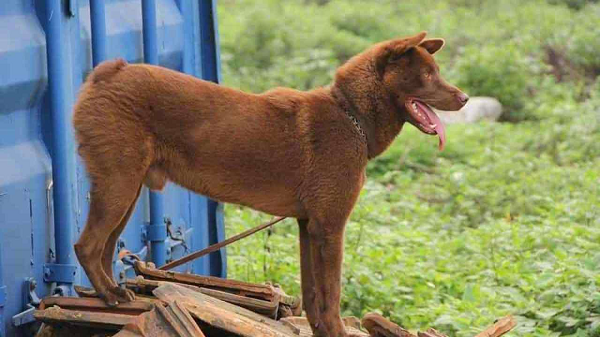 Đầu tiên trong danh sách " tứ đại quốc khuyển" là chó H'Mông Cộc đuôi. Loài chó này là kết quả của sự lai tạo giữa chó rừng và chó bản địa nên có bản tính hoang dã. Nhưng nay chúng đã được thuần hóa, sinh sống rải rác ở vùng núi phía Tây Bắc của nước ta.