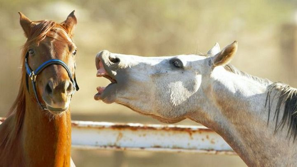 Ngựa chính là  loài động vật có khuôn mặt giàu biểu cảm nhất chỉ sau con người. Chúng có tới 17 biểu cảm trên khuôn mặt, nhiều hơn những loài như tinh tinh, đười ươi, khỉ đuôi vàng và cả chó.