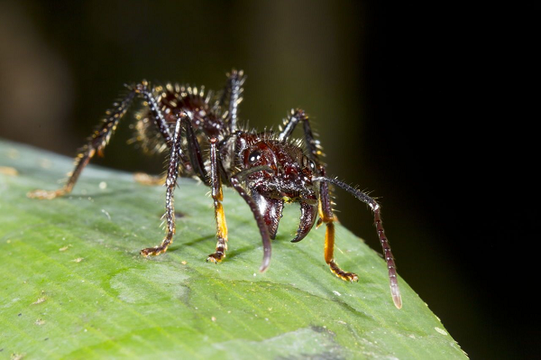 Kiến đạn hay kiến viên đạn (tên khoa học: Paraponera Cavata) là một loài côn trùng sống trong những cánh rừng mưa nhiệt đới. Loài kiến được đặt tên bởi vết cắn gây đau khủng khiếp cho nạn nhân vì giống như bị bắn bởi một viên đạn.