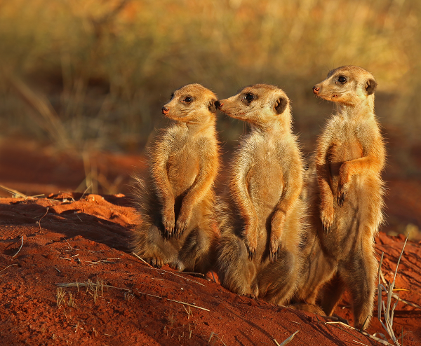 Theo các nhà khoa học,  loài động vật máu lạnh nhất là cầy meerkat,  tên khoa học Suricata suricatta. Cầy meerkat là động vật có vú, thân hình nhỏ, một thành viên của họ cầy Mangut và loài duy nhất của chi Suricata.