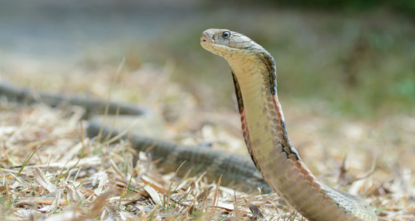  Rắn hổ mang chúa (Ophiophagus hannah) loài rắn có nọc độc lớn nhất thế giới, được tìm thấy chủ yếu trong các khu rừng từ Ấn Độ qua Đông Nam Á đến Philippines và Indonesia.