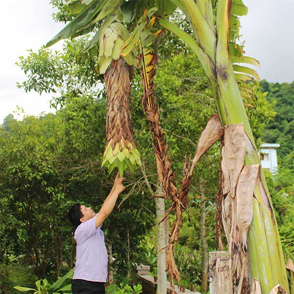 Đây là  loại chuối cực kỳ hiếm gặp. Tùy vào vùng miền, tỉnh thành mà tên gọi sẽ có sự khác nhau. Ví dụ như chuối chân voi hay chuối hạt lớn, chuối hột rừng cô đơn, chuối hột mồ côi,….