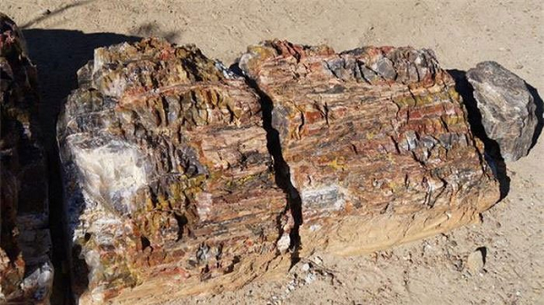 Vườn quốc gia Petrified Forest nằm ở phía bắc Arizona, Mỹ có khí hậu khô hạn khiến cây cối ở đây mọc thành từng cụm và rất thấp. Tuy nhiên, vào 225 triệu năm trước nó từng là một khu rừng lá kim tươi tốt.