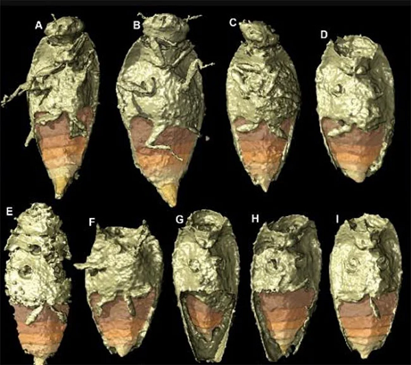 Khoảng 230 triệu năm trước, một con khủng long Silesaurus opolensis đói đang kiếm ăn trong thảm thực vật đầm lầy ở tây nam Ba Lan ngày nay và sau đó đã đào thải những gì nó không thể hấp thụ sau khi ăn.