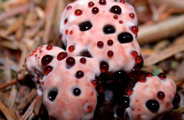  Nấm răng chảy máu có tên khoa học là Hydnellum peckii, thuộc chi Hydnellum trong họ Bankeraceae. Loại nấm này không ăn được mặc dù không có độc vì vị của nó cực kỳ đắng. Nó có quả thể ẩm, khi còn non có thể chảy ra 1 chất lỏng màu đỏ tươi chứa sắc tố.