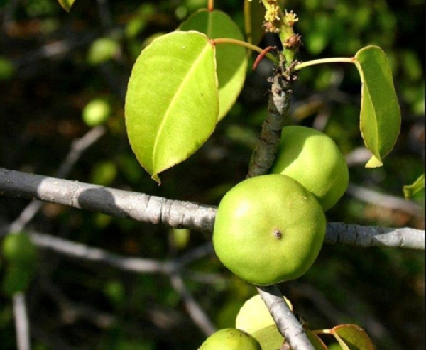 Quả Manchineel là một  loài thực vật cực độc nếu hít phải mùn cưa hoặc khói của cây này trong phạm vi 9,1m có thể dẫn đến một loạt biểu hiện khó chịu như viêm thanh quản, ho, viêm phế quản. Hoặc đơn giản là bị hứng nước mưa từ cây cũng có thể dẫn đến phát ban và ngứa.