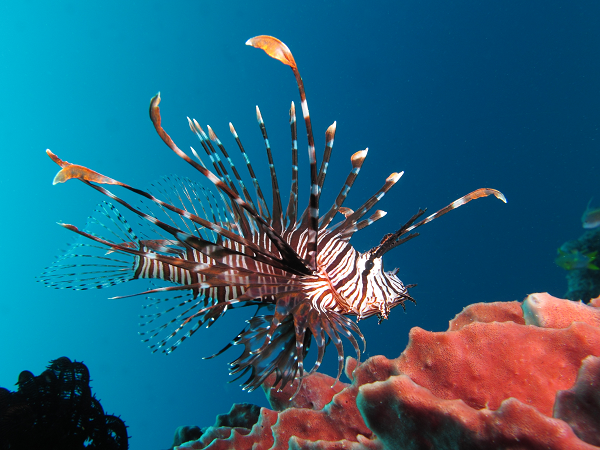 Cá sư tử (tên khoa học là Pterois volitans) là một trong nhiều loài cá biển có nọc độc thuộc giống Pterois, Parapterois, Brachypterois, Ebosia hay Dendrochirus của họ Scorpaenidae.