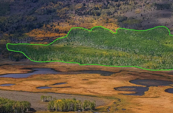 Trong rừng quốc gia Fishlake ở Utah, Mỹ, có một rừng cây dương lá rung với tên gọi Pando. Thoạt nhìn, nhiều người có thể nhầm tưởng đó là một cánh rừng bình thường.