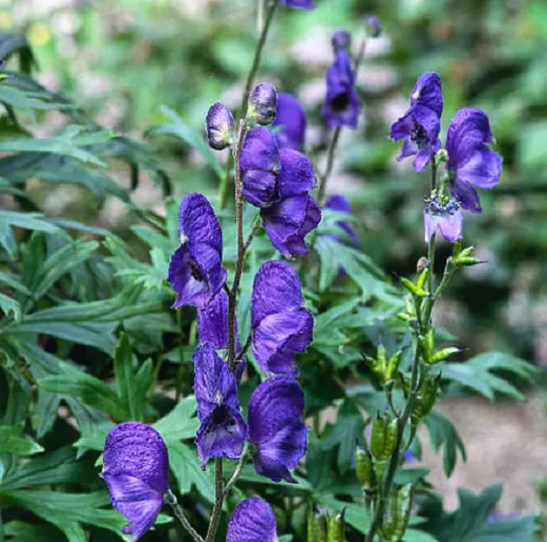  Cây ô đầu có danh pháp khoa học là Monkshood, Aconitum napellus. Ngoài ra nó còn có nhiều tên gọi khác nhau như ấu tàu, phụ tử, thảo ô, xuyên ô, ú tàu (Tày), co u tàu (Thái), ấu tẩu…