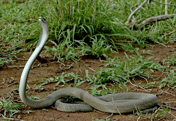 Mamba đen (Black Mamba) là loài rắn đặc hữu của vùng Đông và Nam châu Phi. Đối với người dân châu Phi, Mamba đen là loài rắn đáng sợ nhất, gây nên nỗi ám ảnh kinh hoàng.