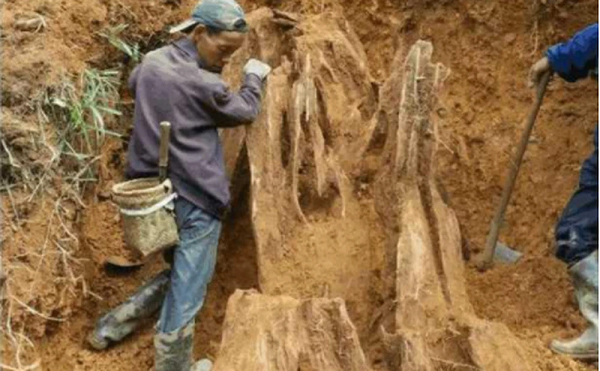 Vì nhà của ông lão nằm ở sát chân núi nên họ phải bạt núi san nền để đào móng nhà. Tuy nhiên trong lúc đào bới đã phát hiện một  gốc cây có kích thước khổng lồ.