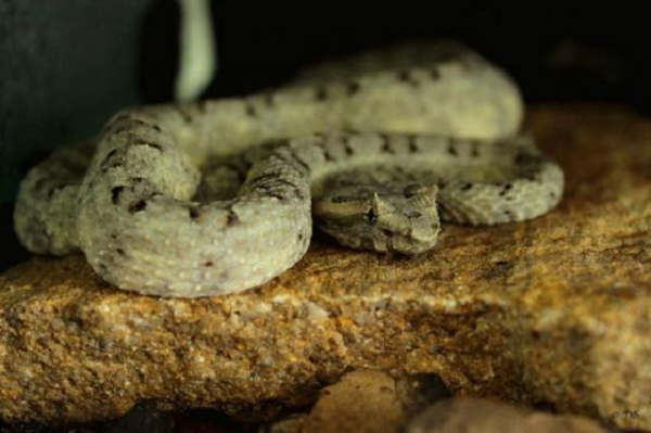 Rắn lục sừng (Trimeresurus cornutus) là một trong những loài  rắn độc nhất ở Việt Nam và chúng cũng rất hiếm gặp. Rắn lục sừng có đặc điểm nổi bật so với các loài rắn khác là có sừng ở trên mắt, thực tế là do vảy phát triển thành.