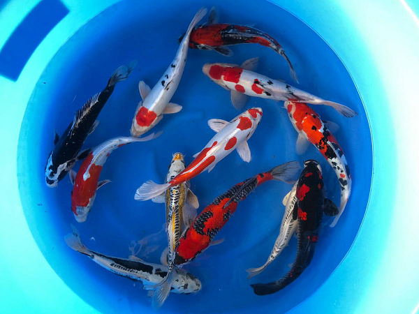 Cá Aoki Koi Farm là quán quân “International Junior Koi Show” 2017 được tổ chức tại Ojiya – một thành phố thuộc tỉnh Niiga ở phía biển của Nhật Bản.