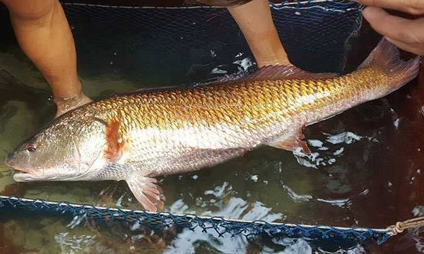 Thuộc họ Sciaenidae,  cá sủ vàng còn có tên gọi là cá đường, cá sủ kép vây vàng hay cá sủ giấy. Khu vực phân bố chủ yếu của loài cá này là ở khu vực Đông Nam Á và Nam Á. Việt Nam may mắn khi có cá sủ vàng.