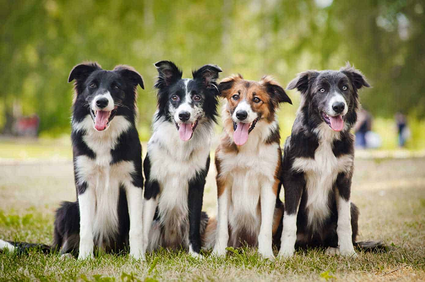 Border Collie có trí thông minh vượt trội và khả năng chăn cừu rất giỏi của mình. Chúng không cần chủ đi cùng cũng có thể chăn cừu được hay tự đi tìm những chú cừu đi lạc. Khác với giống chó săn cừu khác, Border Collie có thể nhận biết được giọng nói, mệnh lệnh hay hình thể khác nhau mà cần dạy qua một lần.