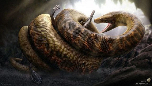 Trăn Anaconda trưởng thành có thể dài trung bình 5,21m và nặng 100 kg nhưng chúng vẫn chưa là gì nếu so sánh với loài  quái thú khổng lồ Titanoboa bởi khi trưởng thành chúng dài hơn 15m và nặng hơn 1 tấn.