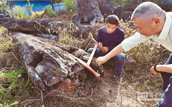 Một lão nông có tên là Lôi Quân sống tại huyện Gia Ngư, thuộc Hàm Ninh, Hồ Bắc tình cờ vớt được 1  khối gỗ đặc biệt vào 9 năm trước. Lôi Quân cùng nhóm người quyết định xuống nước dùng dây thừng kéo lên nhưng họ mất tới hơn 1 tiếng đồng hồ mà khối gỗ vẫn không hề nhúc nhích.