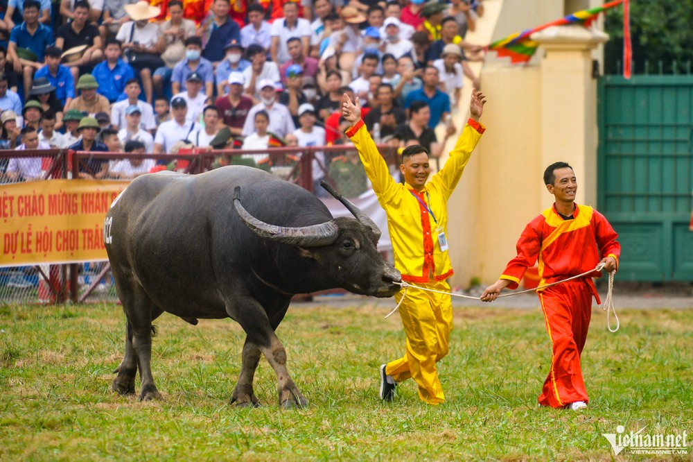 Sau hai năm lễ hội bị ảnh hưởng bởi Covid-19,  lễ hội chọi trâu tại quận Đồ Sơn (Hải Phòng) được tổ chức trở lại với 16 ông trâu đến từ các phường, đơn vị trên địa bàn quận.