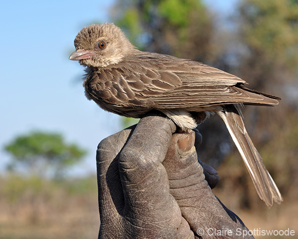  Honeyguide là một trong số ít loài chim trên thế giới có thể ăn và tiêu hóa sáp ong. Tuy nhiên, những chú chim nhỏ bé không thể tự mình phá tổ ong rừng, bên cạnh đó chúng cũng có nguy cơ bị hàng nghìn con ong đang giận dữ đốt.