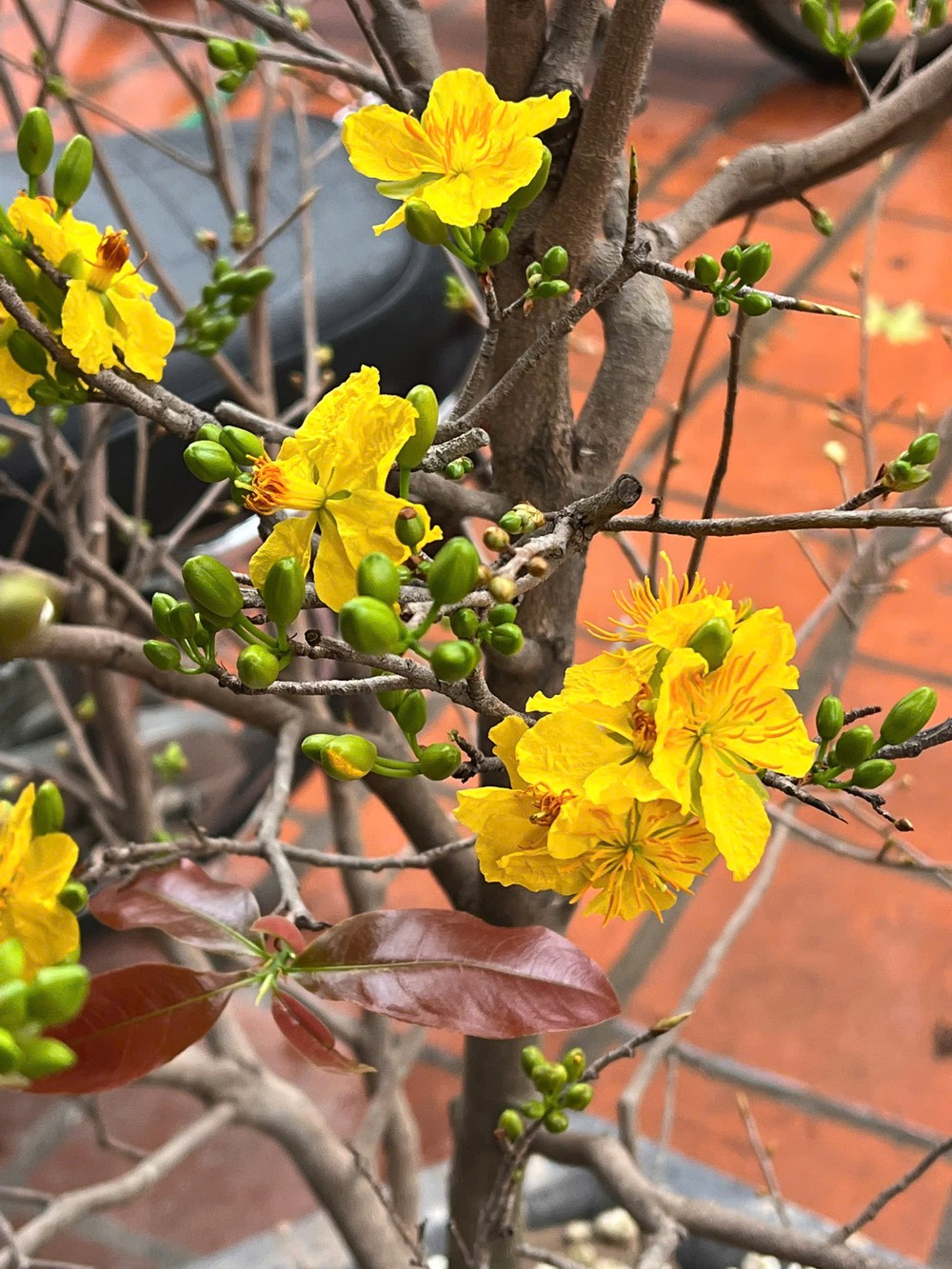  Hoa mai: Là một trong những loài hoa tượng trưng cho ngày Tết. Màu vàng của hoa mai tượng trưng cho sự thịnh vượng, phát triển. Theo quan niệm của người xưa, hoa mai nở vào ngày Tết sẽ đem lại may mắn, sức khỏe dồi dào, làm ăn phát đạt, tấn lộc tấn tài. Hương thơm dịu nhẹ của mai cũng giúp con người giải tỏa căng thẳng... và có thêm nhiều hứng khởi trong thời điểm bắt đầu một năm mới. Ảnh minh họa